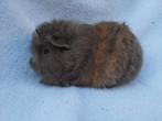 Ch Teddy cavia beertje te koop, Dieren en Toebehoren, Knaagdieren, Mannelijk, Cavia, Tam