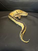 Ball python, Dieren en Toebehoren, Slang, 0 tot 2 jaar
