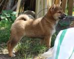 Shiba teefje met stamboom, Dieren en Toebehoren, België, Fokker | Hobbymatig, Overige rassen, 8 tot 15 weken