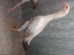 Shamo hen 4 maand