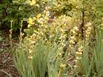 Sisyrinchium striatum of bieslelie, Tuin en Terras, Vaste plant, Halfschaduw, Zomer, Ophalen