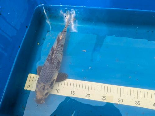 2 mooie Japanse koi, Dieren en Toebehoren, Vissen | Vijvervissen, Karper of Koi