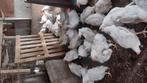 Slachthanen vleeshanen zware, Dieren en Toebehoren, Pluimvee