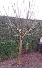 vijgenboompje op stam, Tuin en Terras, Planten | Fruitbomen, Ophalen