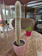 cactus, Huis en Inrichting, Ophalen of Verzenden, Cactus, Minder dan 100 cm