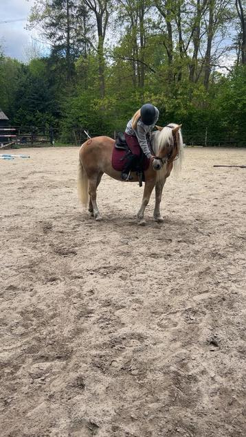 LEASE PONY/ HALVE STAL GEZOCHT!! beschikbaar voor biedingen