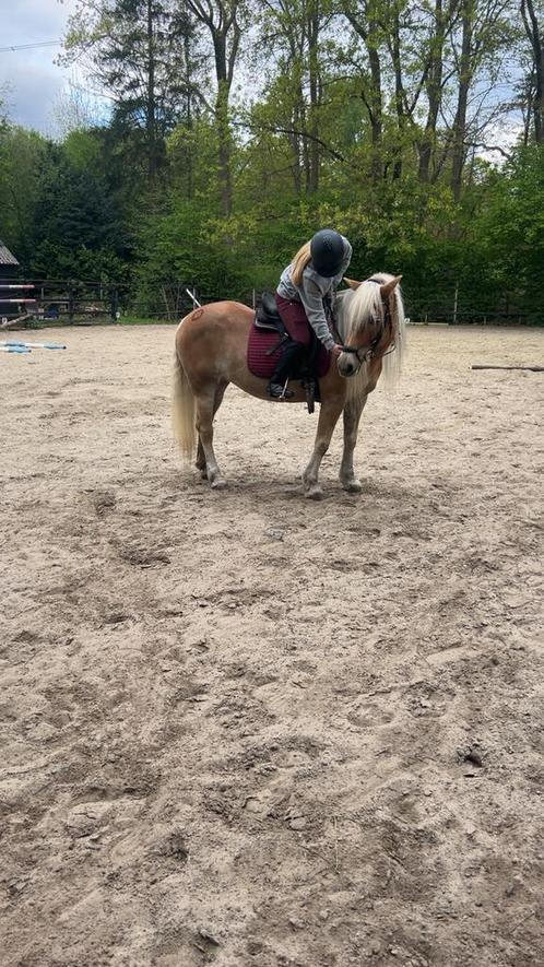 LEASE PONY/ HALVE STAL GEZOCHT!!, Dieren en Toebehoren, Pony's