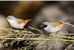 Dusfresne astrilde 2024, Dieren en Toebehoren, Vogels | Overige Vogels, Meerdere dieren, Tropenvogel, Geringd