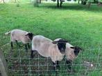 Schaap ooi lam, Dieren en Toebehoren, Schapen, Geiten en Varkens, Vrouwelijk, Schaap, 0 tot 2 jaar