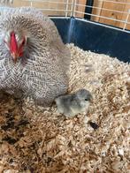 Broedeieren, Dieren en Toebehoren