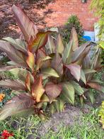 Canna red russian , striata / Pretoria, colocasia pink china, Tuin en Terras, Planten | Tuinplanten, Ophalen