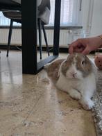 Konijn, Dieren en Toebehoren