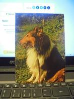 kaart hond, Collections, Cartes postales | Thème, Nature, Non affranchie, Enlèvement ou Envoi