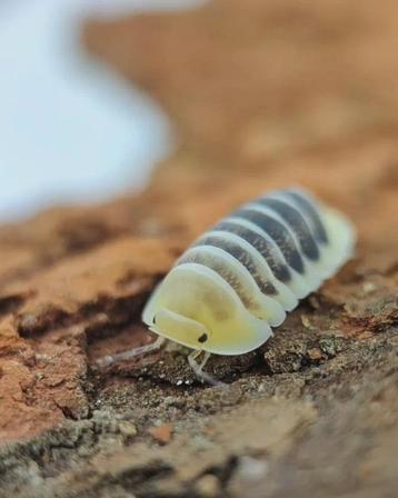 veel soorten isopods te koop aan voordelige prijzen beschikbaar voor biedingen