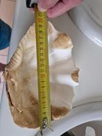 2 grote schelpen, Ophalen, Schelp(en)