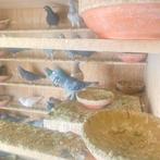 Postduiven voor wedstrijd te koop, Dieren en Toebehoren, Vogels | Duiven, Postduif