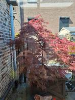 Japanse esdoorn, Ophalen