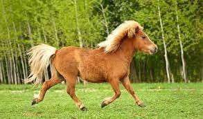 Jaarling Shetlander Pony, Hengst, Onbeleerd, Gechipt, 0 tot 2 jaar