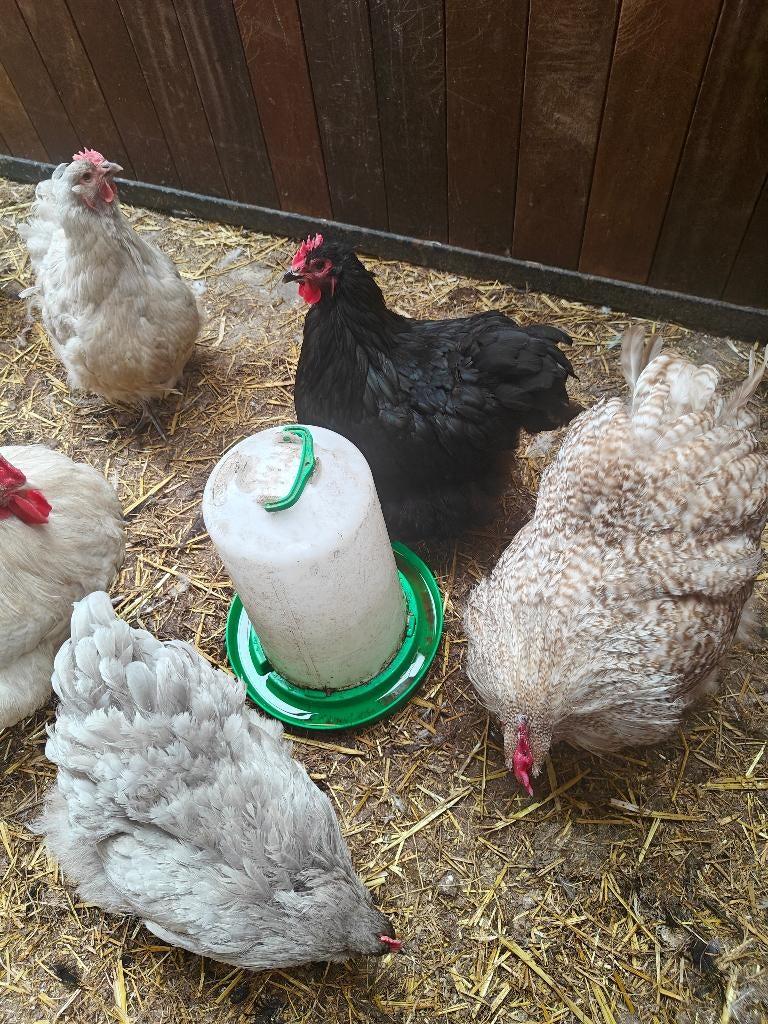 Broedeieren Orpington groot, Animaux & Accessoires, Sexe inconnu, Poule ou poulet