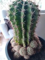Cactus, Enlèvement, Cactus, Plein soleil