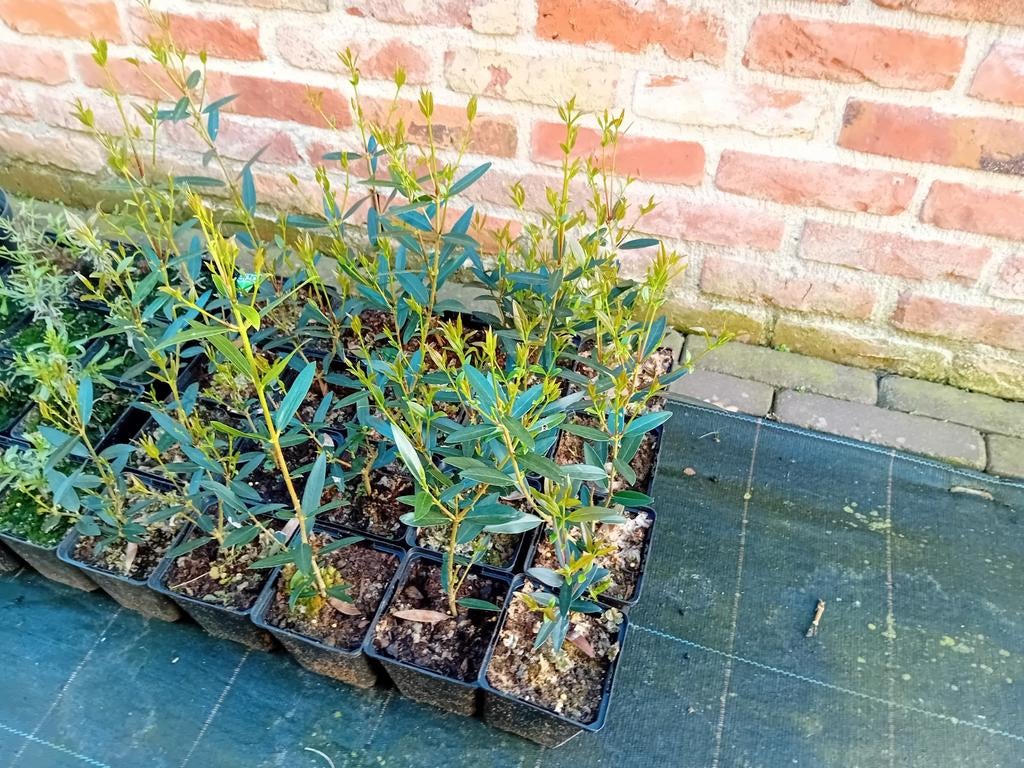 Phillyrea angustifolia, Tuin en Terras, Ophalen, Haag