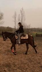 Draver te koop, Dieren en Toebehoren, Merrie, Zadelmak