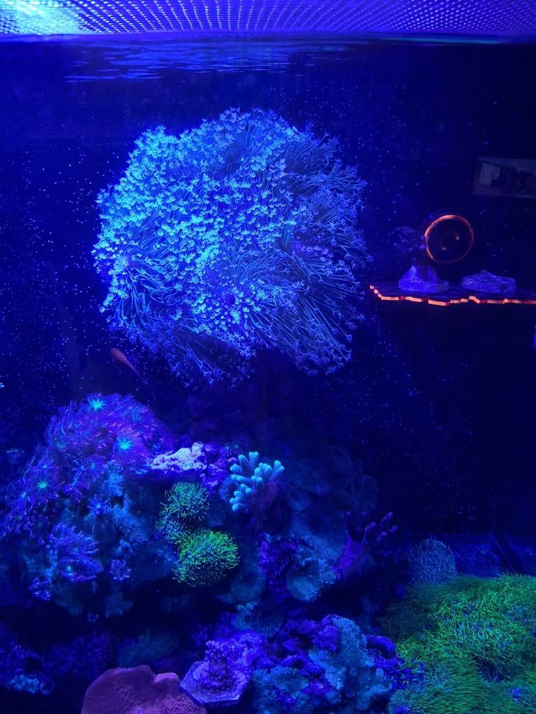 Sarcophyton 25 cm, Animaux & Accessoires, Poissons | Poissons d'aquarium