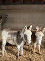 2 Unieke bonte ezel merrie veulens, Dieren en Toebehoren, Juni, Vrouwelijk
