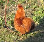 Broedeieren van ras kippen, Dieren en Toebehoren, Pluimvee
