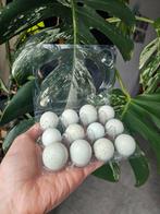 100 % celadon kwartel broedeieren, Dieren en Toebehoren, Ophalen of Verzenden