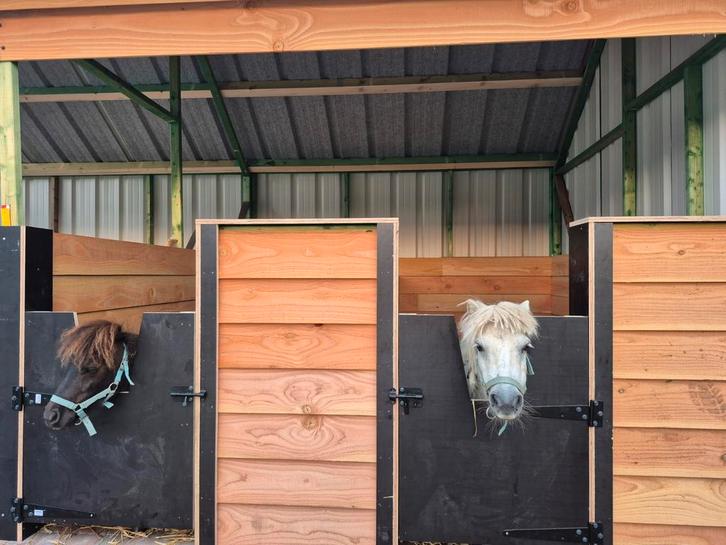 Zeer kleine prachtige paardjes koppel, Dieren en Toebehoren, Paarden en Pony's | Dekhengsten en Fokmerries