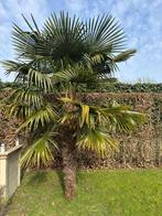 Palmboom vaste grond, Tuin en Terras, Ophalen, Halfschaduw, Lente, 250 tot 400 cm