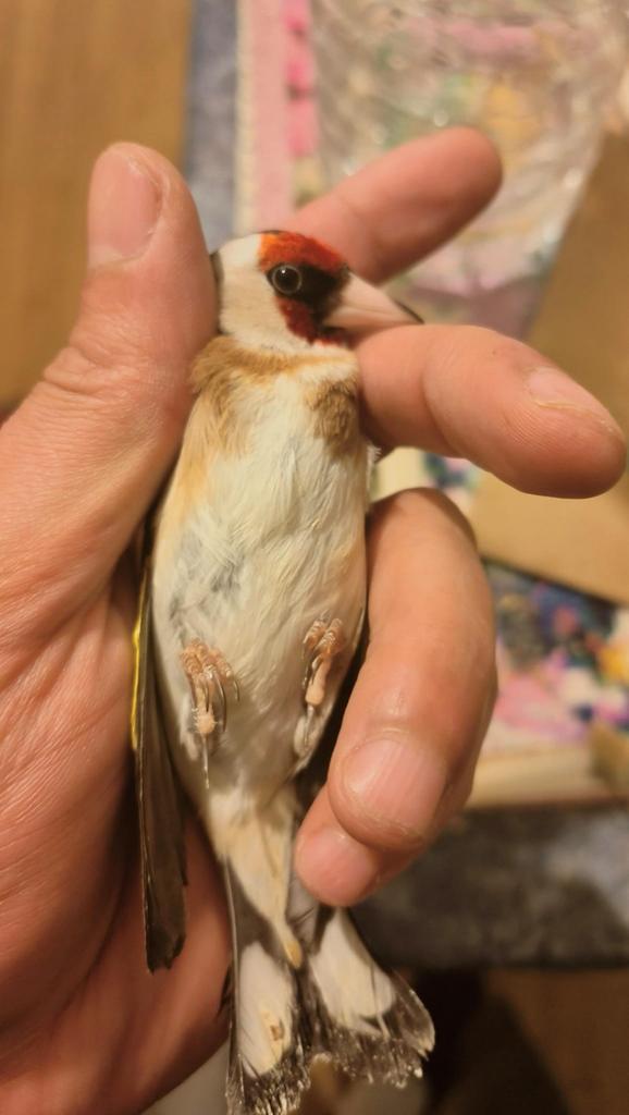 mal parva extra chanteurs, Animaux & Accessoires