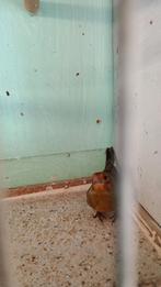 Zang kanaries, Dieren en Toebehoren