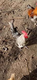 Haantjes te koop (gevaccineerd), Dieren en Toebehoren