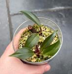 Philodendron red ruby/emerald, Enlèvement ou Envoi