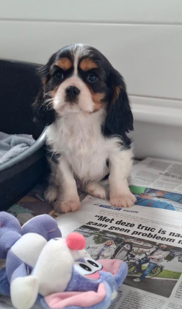Superbes chiots Cavalier King Charles de parents testés, Animaux & Accessoires, Chiens | Retrievers, Épagneuls & Chiens d'eau