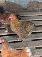 wyandotte kriel, Dieren en Toebehoren