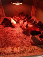 Kuikens marans, Dieren en Toebehoren