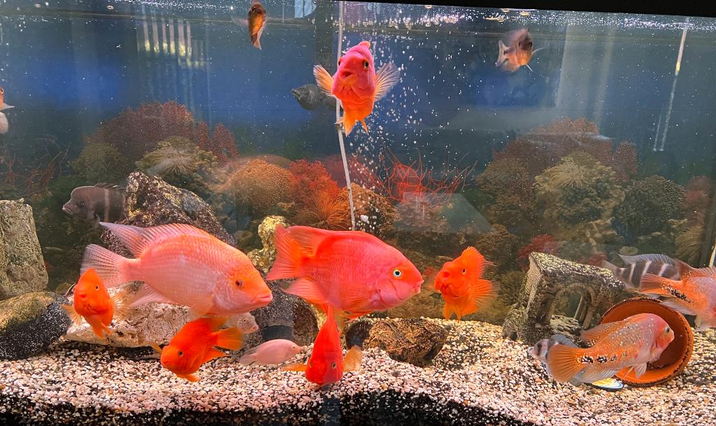 Amerikaanse Cichliden Midas XXL Blood Parrot XXL, Vis, Zoetwatervis