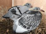 Jonge duifjes te koop 4 stuks, Dieren en Toebehoren, Pluimvee