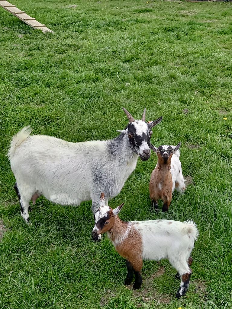 Dwerggeit met 2 lammers, Dieren en Toebehoren, Vrouwelijk, Geit, 0 tot 2 jaar