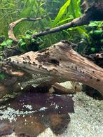 Borstelneus ancistrus - antennemeerval, Dieren en Toebehoren, Vis, Zoetwatervis