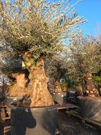 Olijfboom Olea Europaea Bonsai, Enlèvement, Olivier