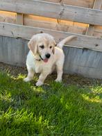 Golden Retriever pups, Animaux & Accessoires, Chiens | Retrievers, Épagneuls & Chiens d'eau, Golden retriever, 8 à 15 semaines