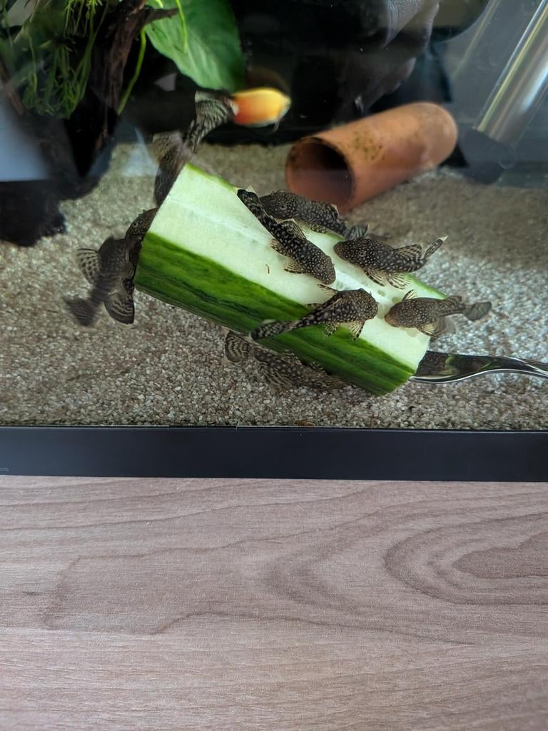 Jonge Ancistrus, Animaux & Accessoires, Poissons | Poissons d'aquarium