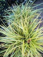 Siergras wintergroen, Automne, Plein soleil, Enlèvement, Graminées ornementales