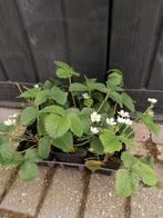 aardbei planten, Ophalen, Volle zon, Vaste plant, Fruitplanten