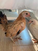 Trio cat B ayam Serama 12 semaines Haantje Unrelated 15 w, Animaux & Accessoires, Poule ou poulet