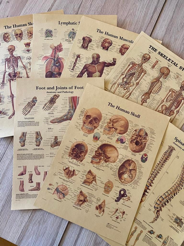7 Posters Menselijk Lichaam - Anatomie - Geneeskunde Poster, Antiquités & Art, Antiquités | Cartes scolaires, Nature et Biologie